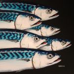 Mackerel